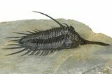Prone Psychopyge Trilobite - Top Quality Specimen #368559-2